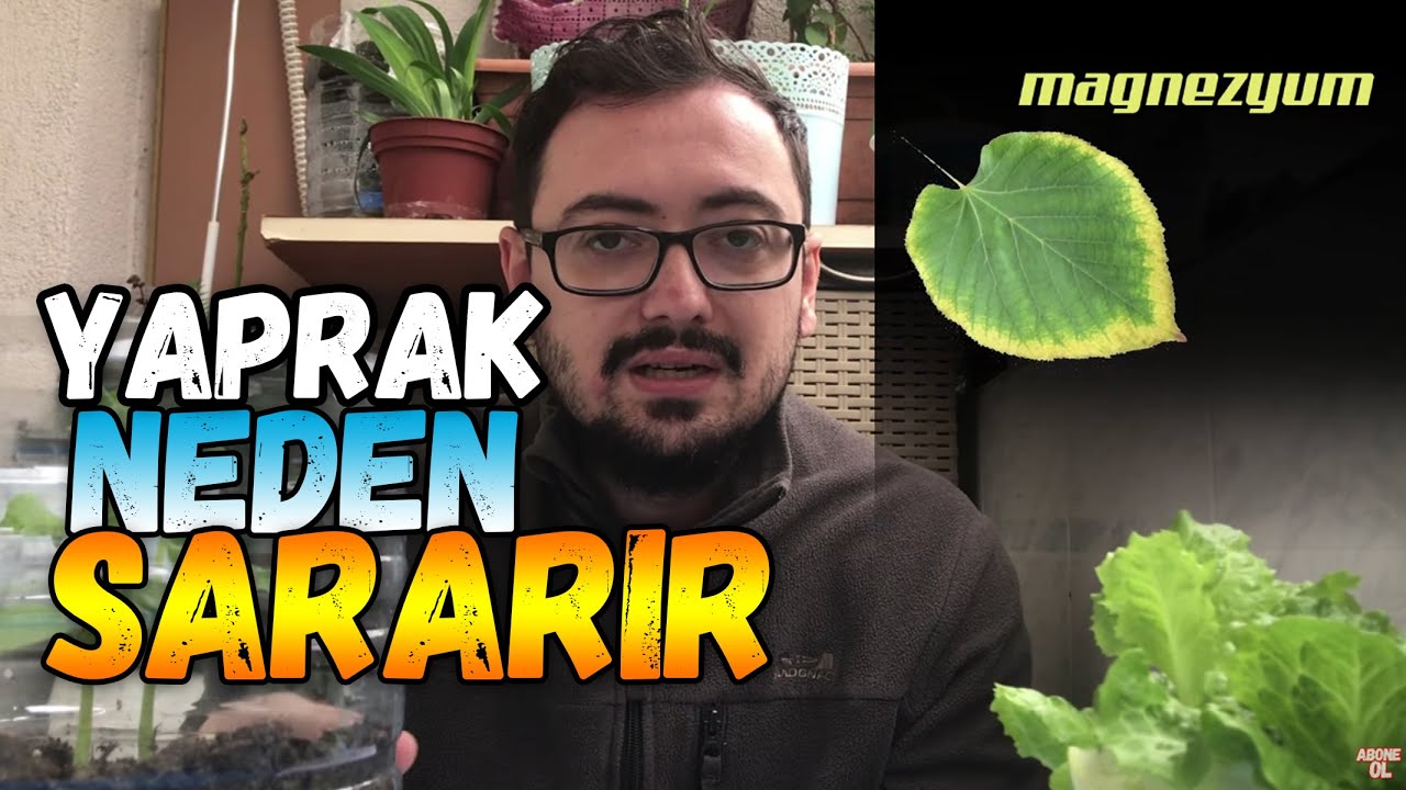 Bitki Biyolojisi Mineral Eksiklikleri ve Besleyici Maddeler