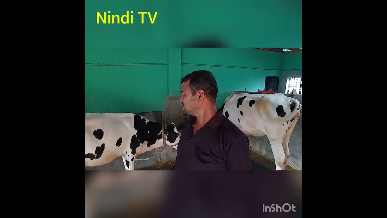 ডেইরি খামার | গাভী পালন সঠিক নিয়ম | Nondi TV | ফ্রিজিয়ান গাভী পালন | দুগ্ধ খামার পদ্ধতি | গরুর খামার