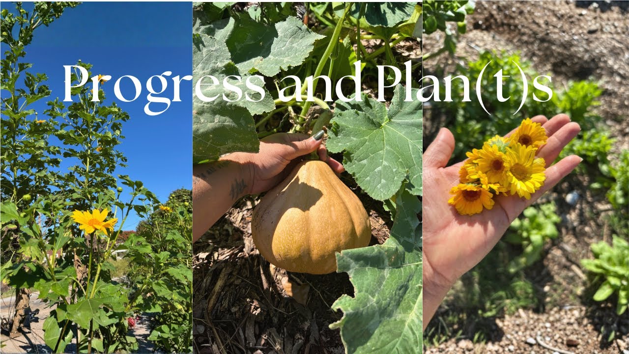 The Farm is Finding Its Rhythm Again | Short & Sweet Tour of my Zone 9b Urban Farm