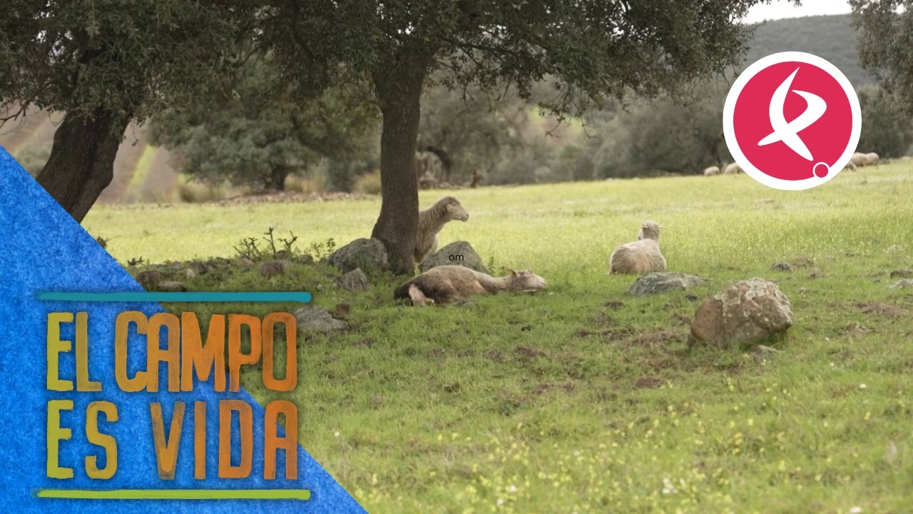 Chabeli y Antonio vigilan de cerca el primer parto de una oveja | El campo es vida