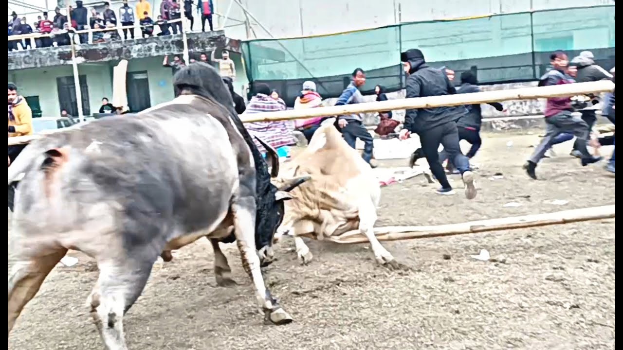 Staff Laiwan 🆚 LIEH Dungkha PASYIH mynta ka sngi ha Smit