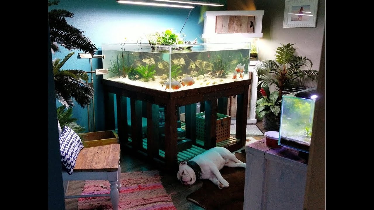 Building A Plywood Bottom Aquarium