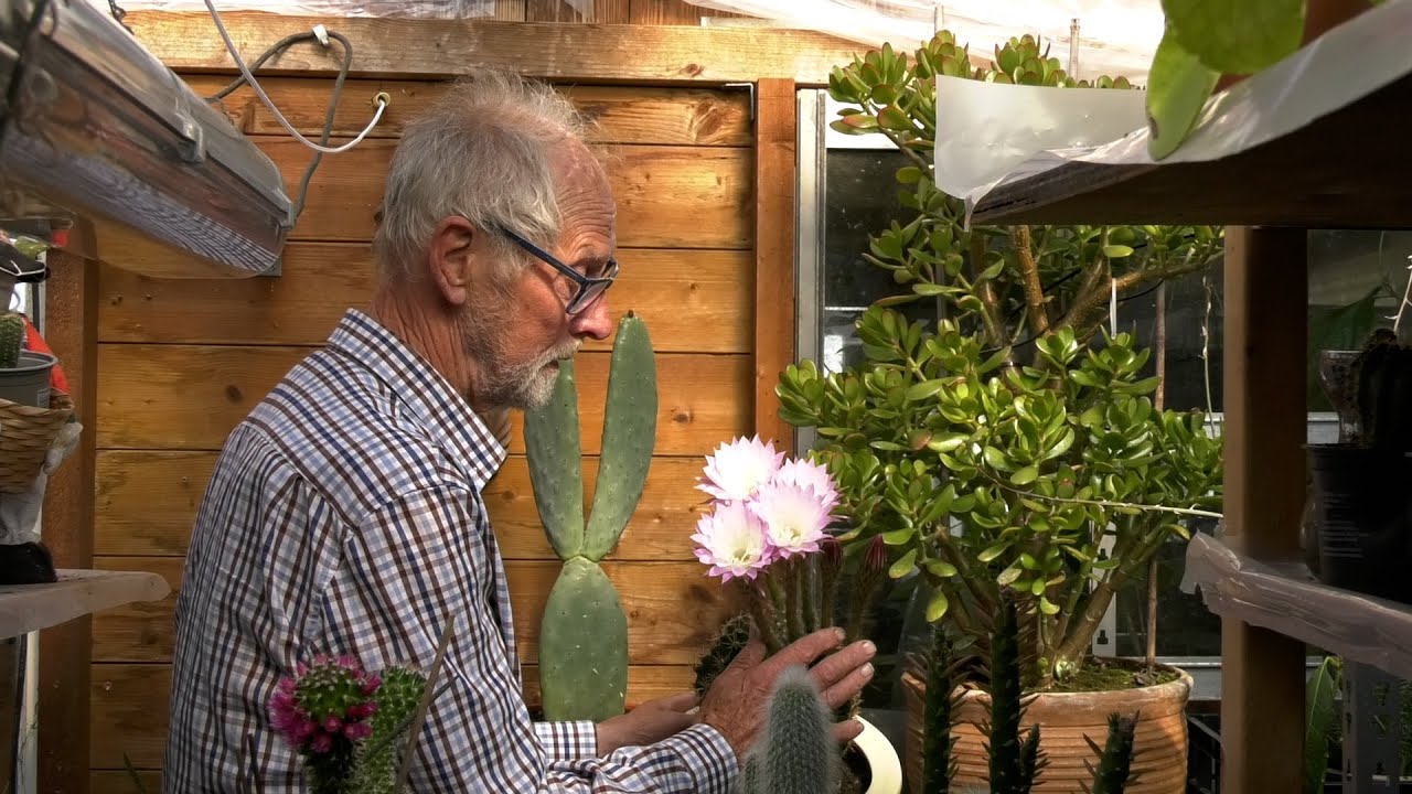 Cactus in bloei bij volkstuin van Sietse Suurd
