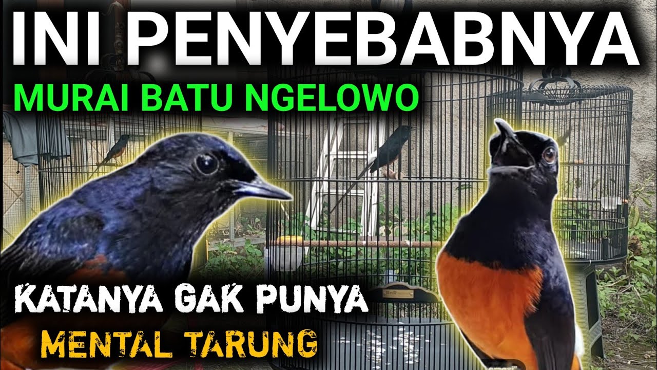 NGELOWO APA GAK PUNYA METAL MURAI BATU NGELOWO MURAI BATU HILANG FIGHTER