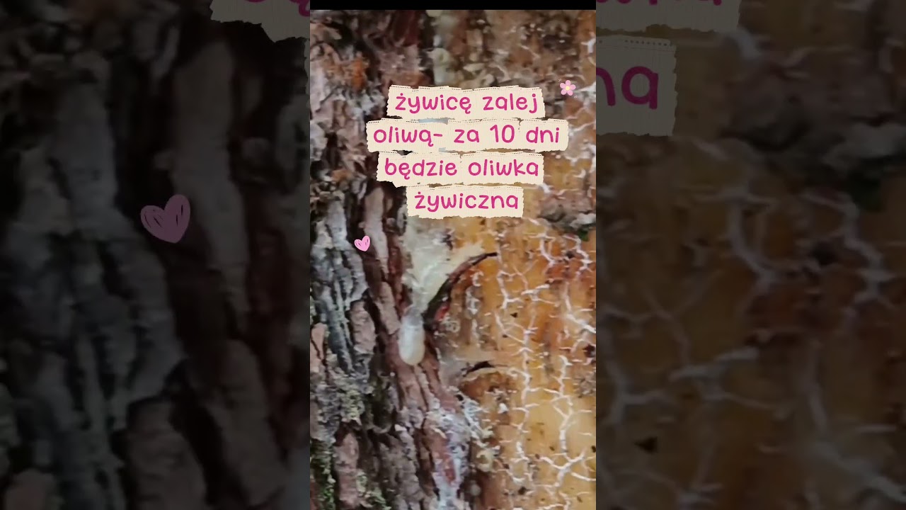 skarby z lasu #las #darylasu #darynatury #żywica #sosna #przepisy #pewnidobregoprzepisu