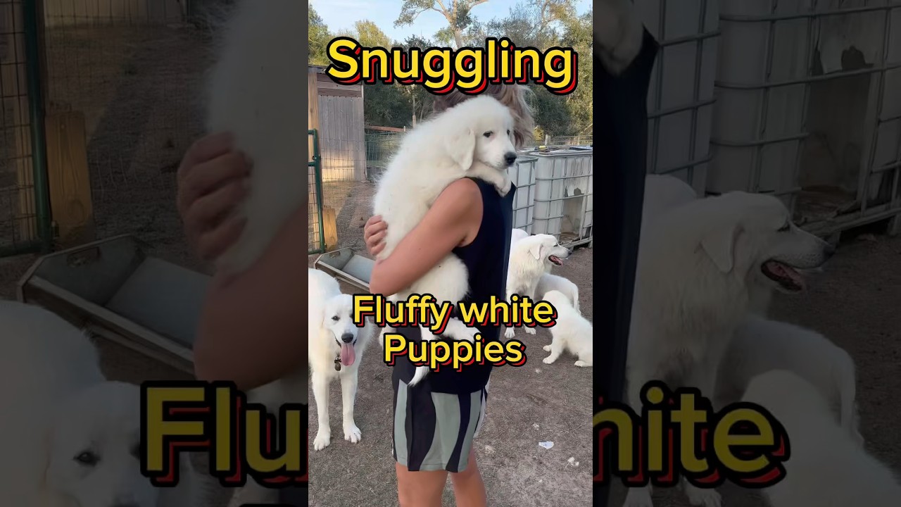 Snuggling with cute, fluffy Great Pyrenees puppies.  Are they the best livestock guardians for you?