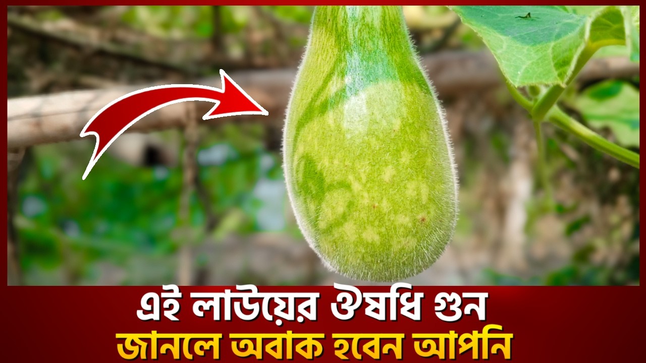 লাউ খেলে শরীরের কি কি রোগ দূর হয় - জানলে অবাক হবেন