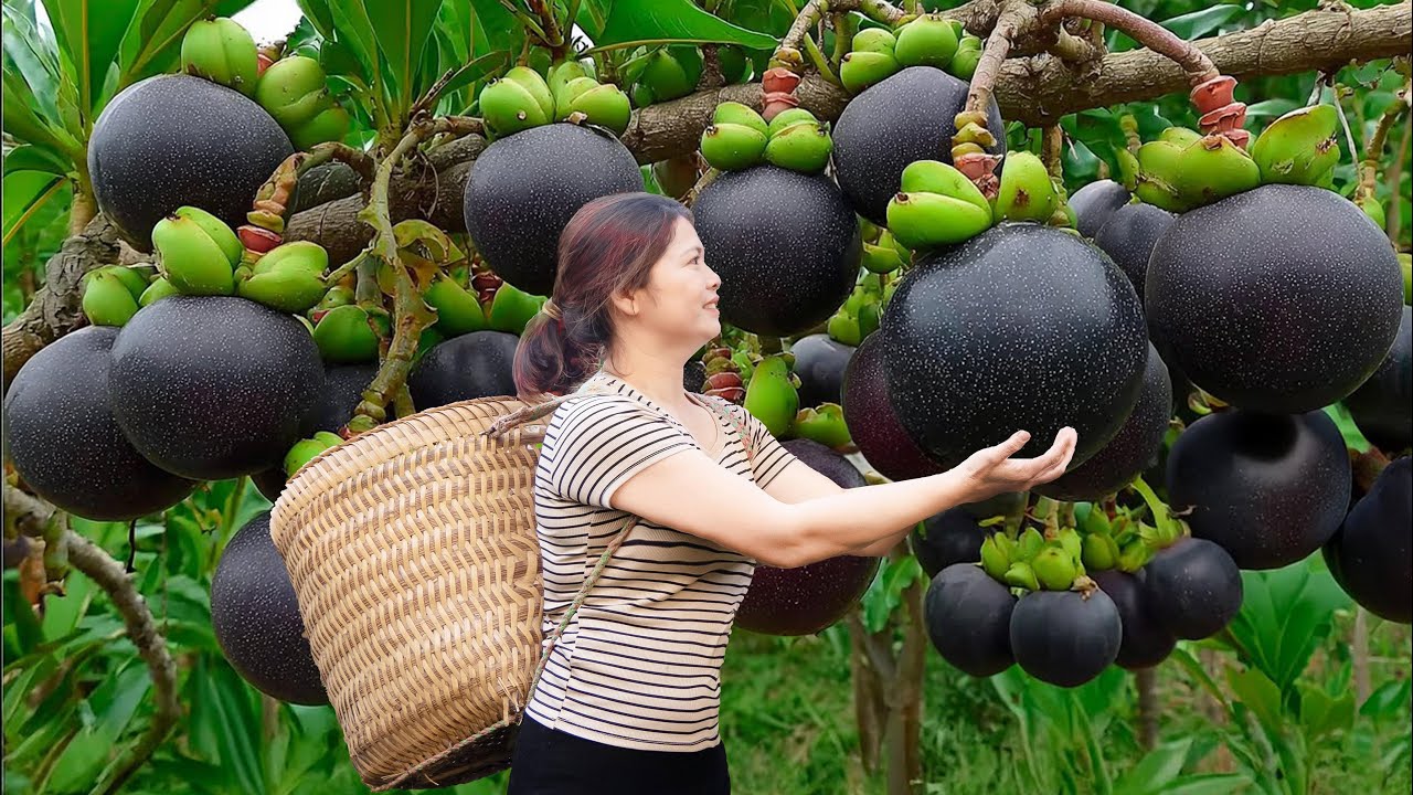 Harvesting Wild Mangosteen & Making Fresh Salads...Villagers Couldn’t Stop Eating It!