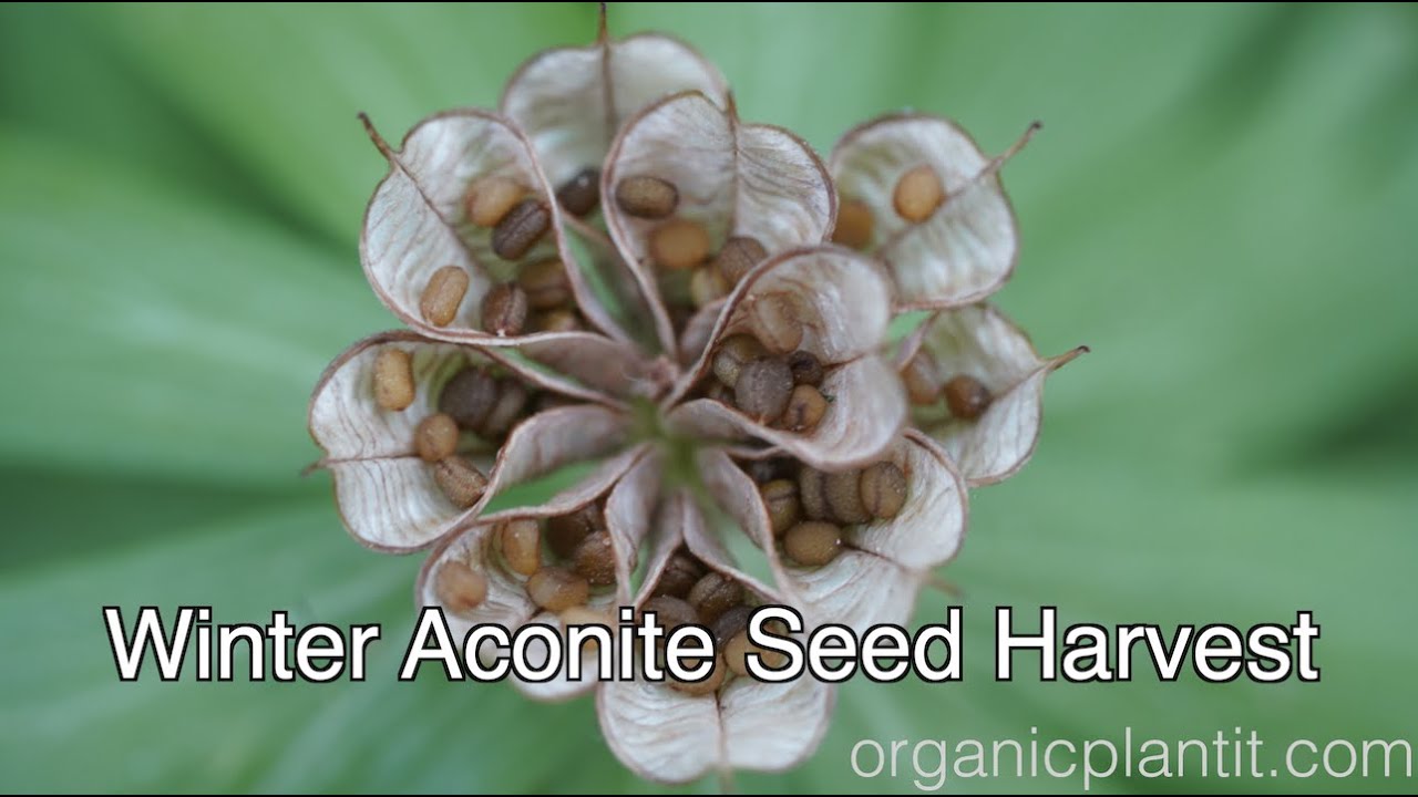 Winter Aconite Seed Harvest | Organic Plant It