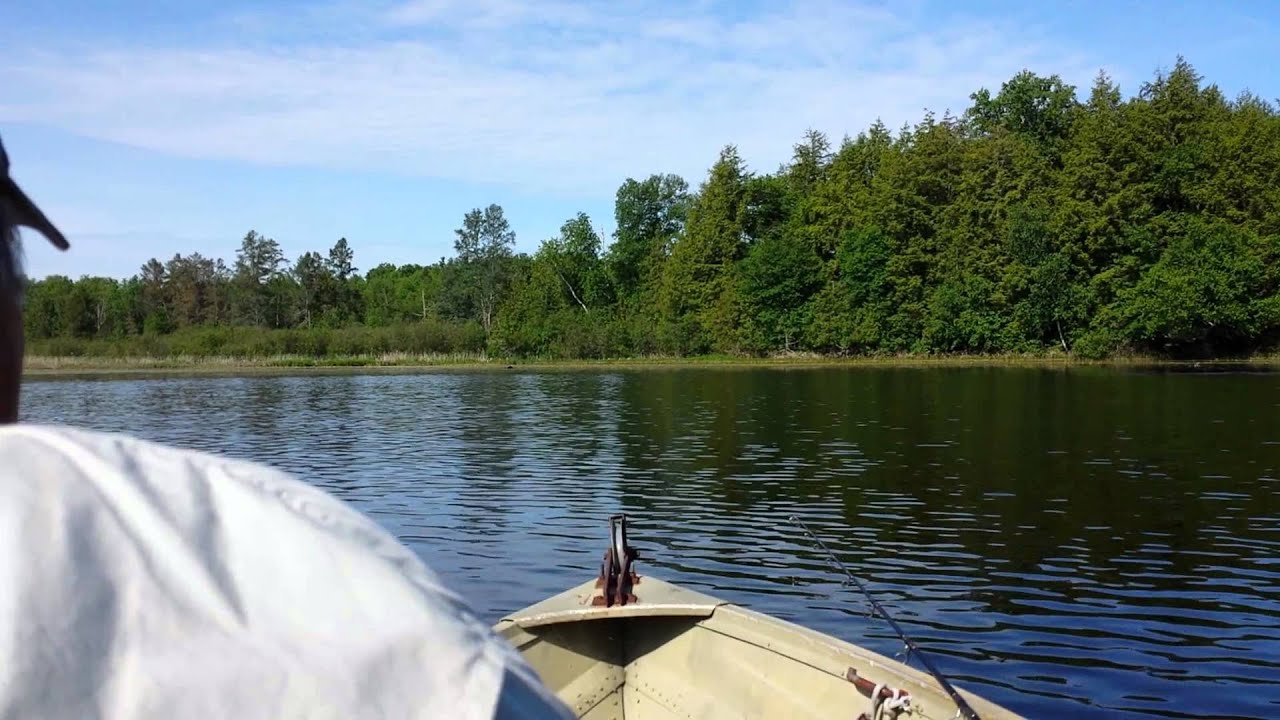bear swimming across Mercer Lake WI