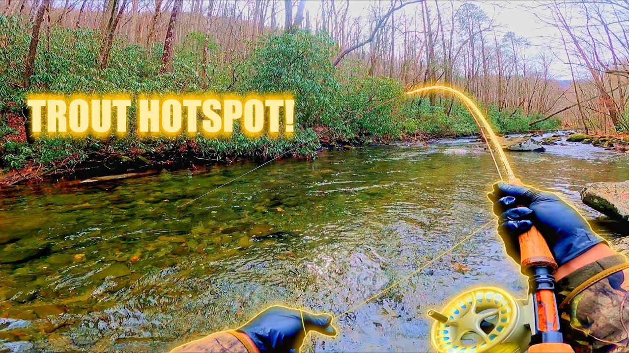 I've Never Seen SO MANY BIG TROUT in One Spot! | Fly Fishing the Tellico River