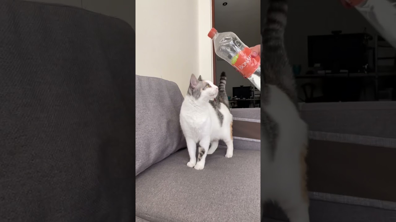 TEST DE LA BOTELLA DE AGUA. No esper&aacute;bamos esto 💔 | #gatos #michis #pets #mascotas