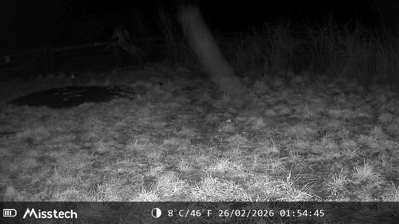 The chilling sound of a fox screaming, just outside of the camera view. #foxsounds 