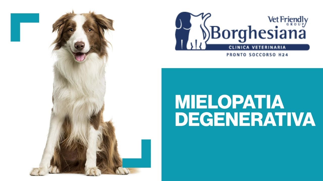 Mielopatia Degenerativa del cane - Vet Friendly Group