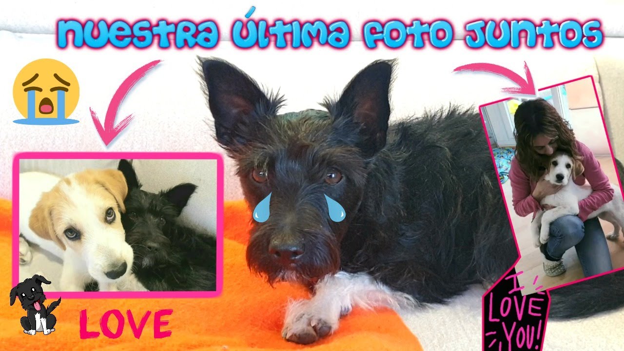 ¡NOS QUEDAMOS SIN CACHORROS! 😢Berni ADOPTADO! Lana