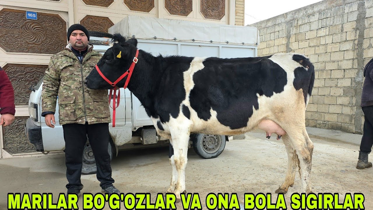 Hazmza akadan yangi partiya bo‘g‘oz mari ona bola sigirlarni zo‘rlari 19-yanvar, 2026