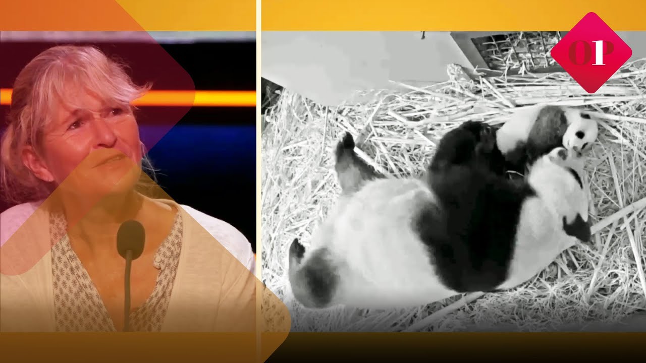 De babyreuzenpanda heet Fan Xing! Hoofd Dierverzorging en bioloog José Kok vertelt erover | Op1
