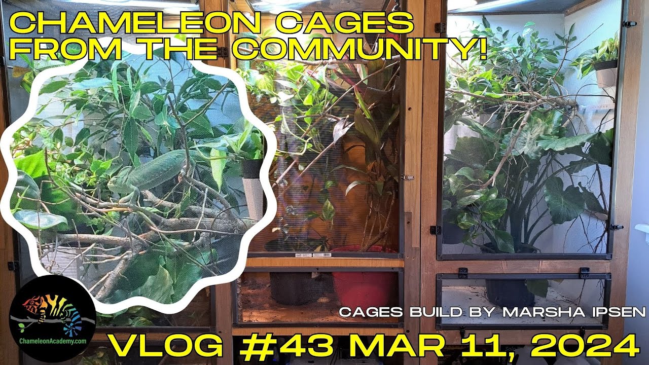 Watch these Chameleon Cage examples!