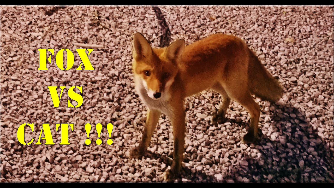 Fox Vs Cat! Food Fight!