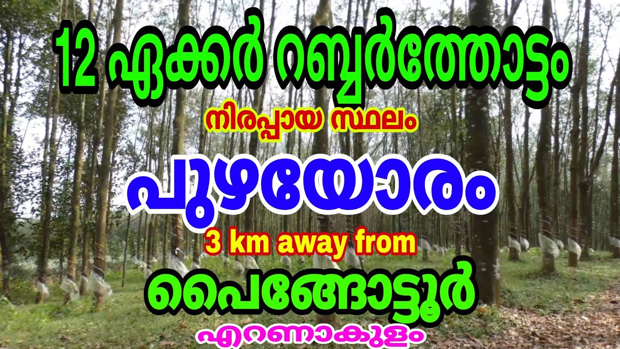 12 acres of Rubber Plantation for sale at Paingottoor, Riverside area. Ernakulam.