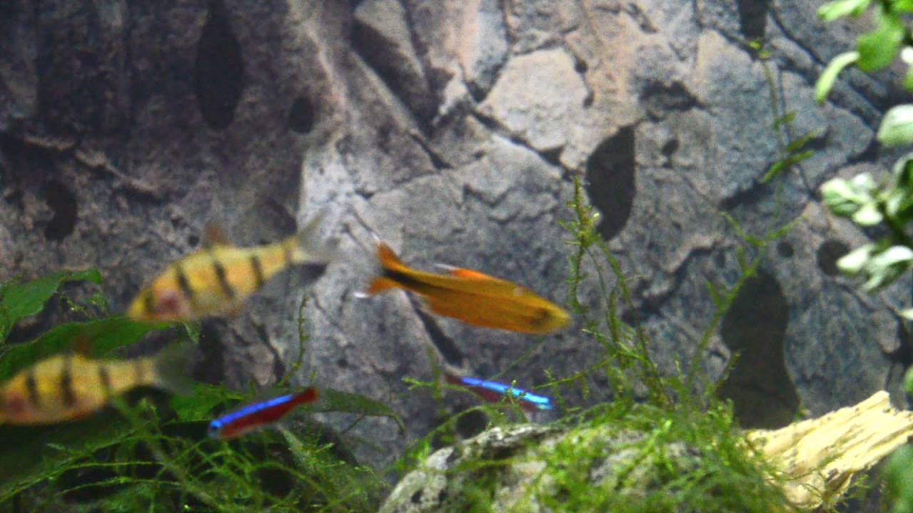 30 minutes Tropical fishtank / Tropisch aquarium  [incl. relax music]