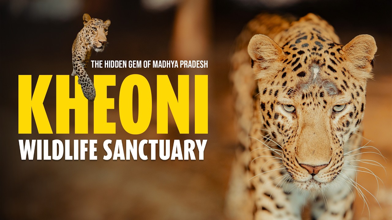 Kheoni Wildlife Sanctuary | The Hidden Gem of Madhya Pradesh | Ultimate Experience