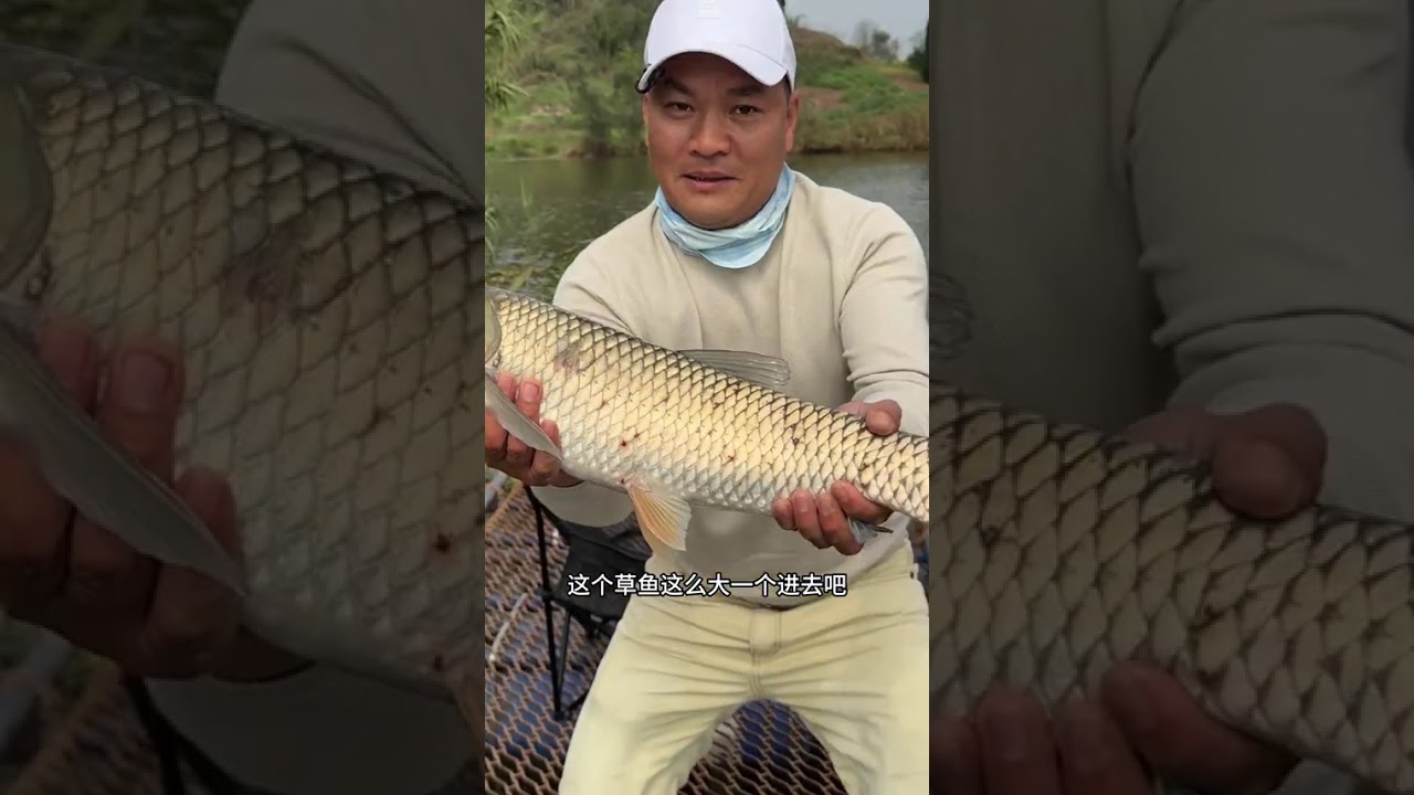 春季代钓草鱼，圆满完成代钓任务