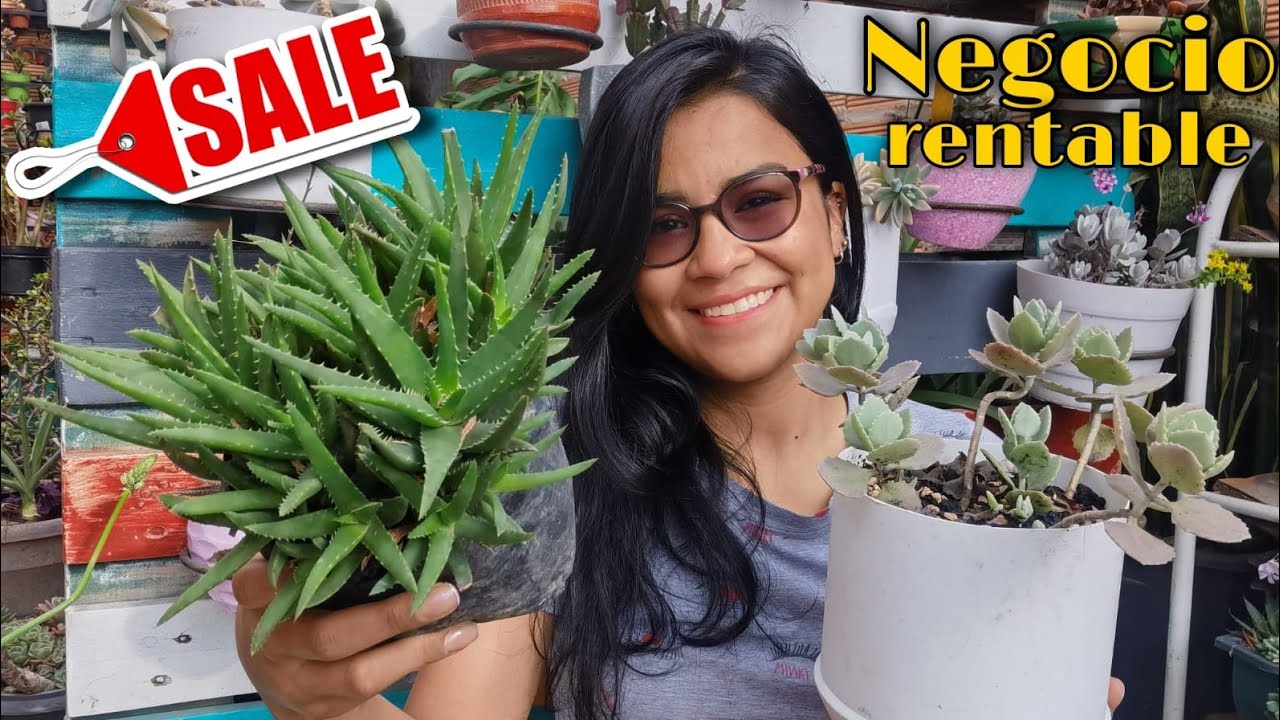 Convierte tu pasión en negocio y vende muchas suculentas - MIS MEJORES TIPS 🌱💵 | Jardines by Angie