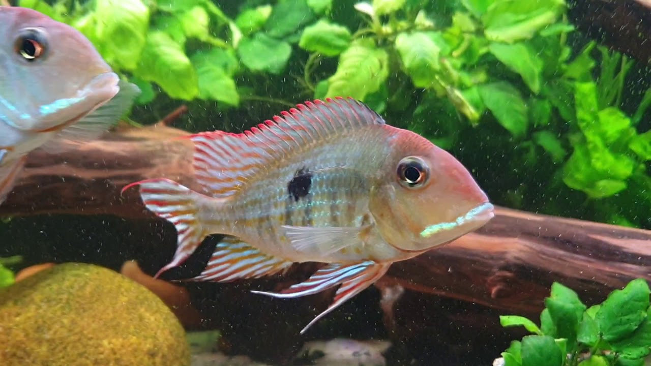 Moje Ziemiojady Red Head Tapajos :)