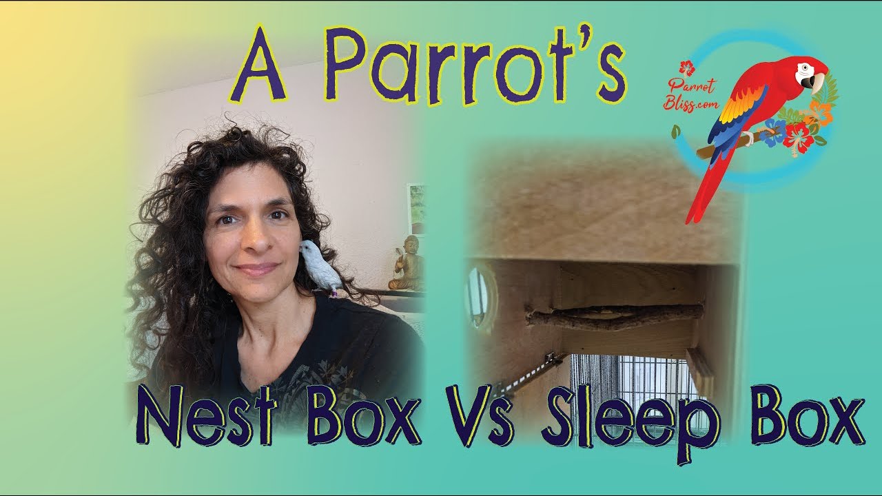 #Parrots & Sleeping: Nest Box Vs Sleep Box #Parrot_Bliss #Conures