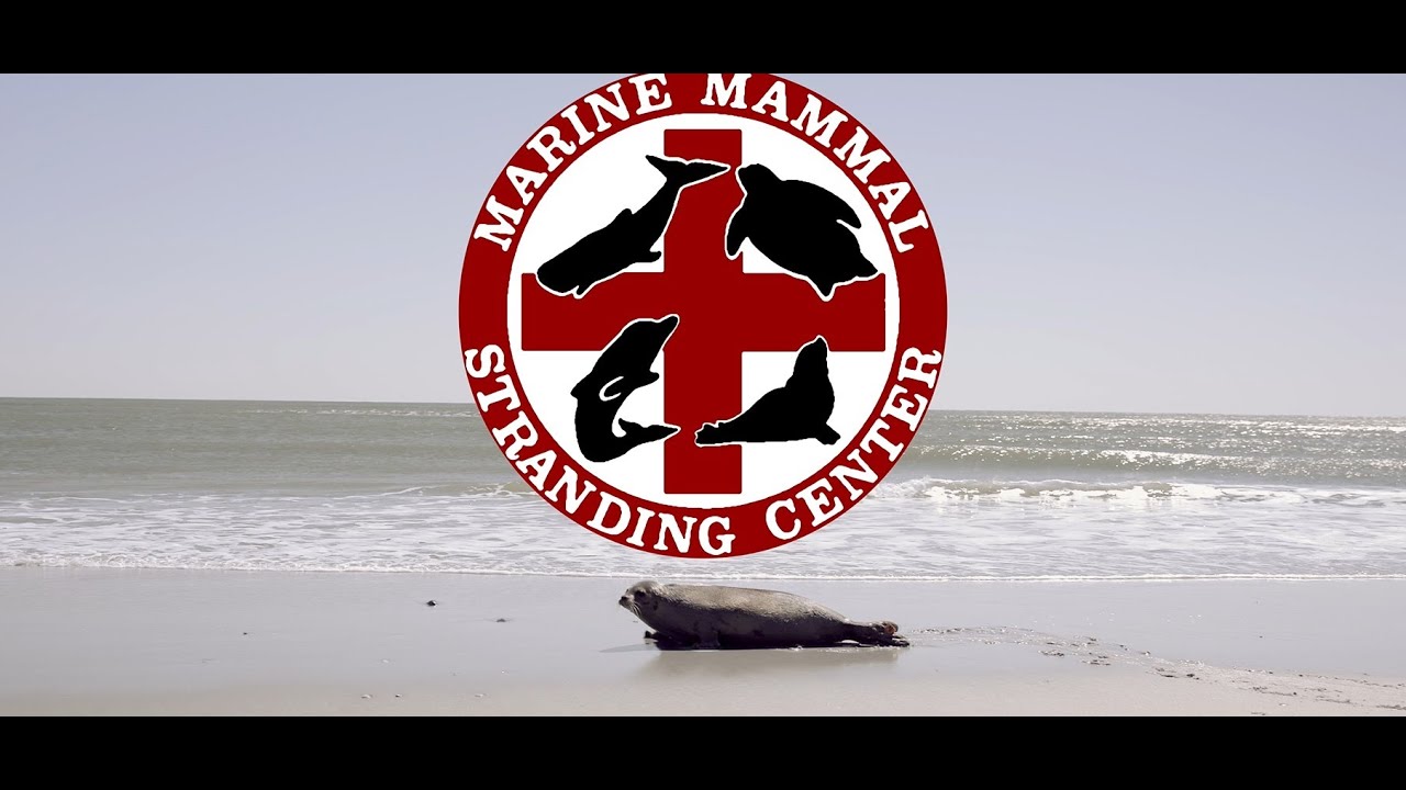 Marine Mammal Stranding Center Mini- Documentary