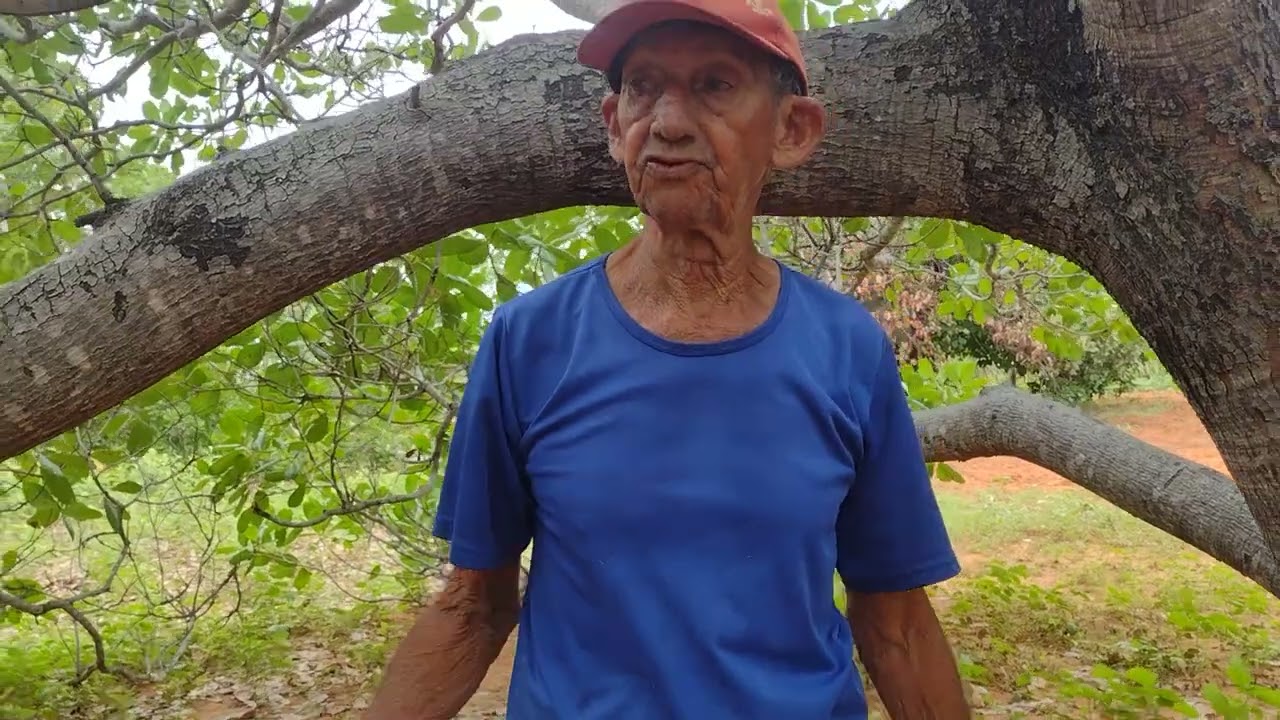 COLOCANDO CAL NO TRONCO DO CAJUEIRO PRA MATAR AS LAGARTAS.