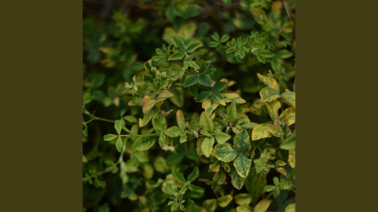 Τραγούδι για διαλογισμό