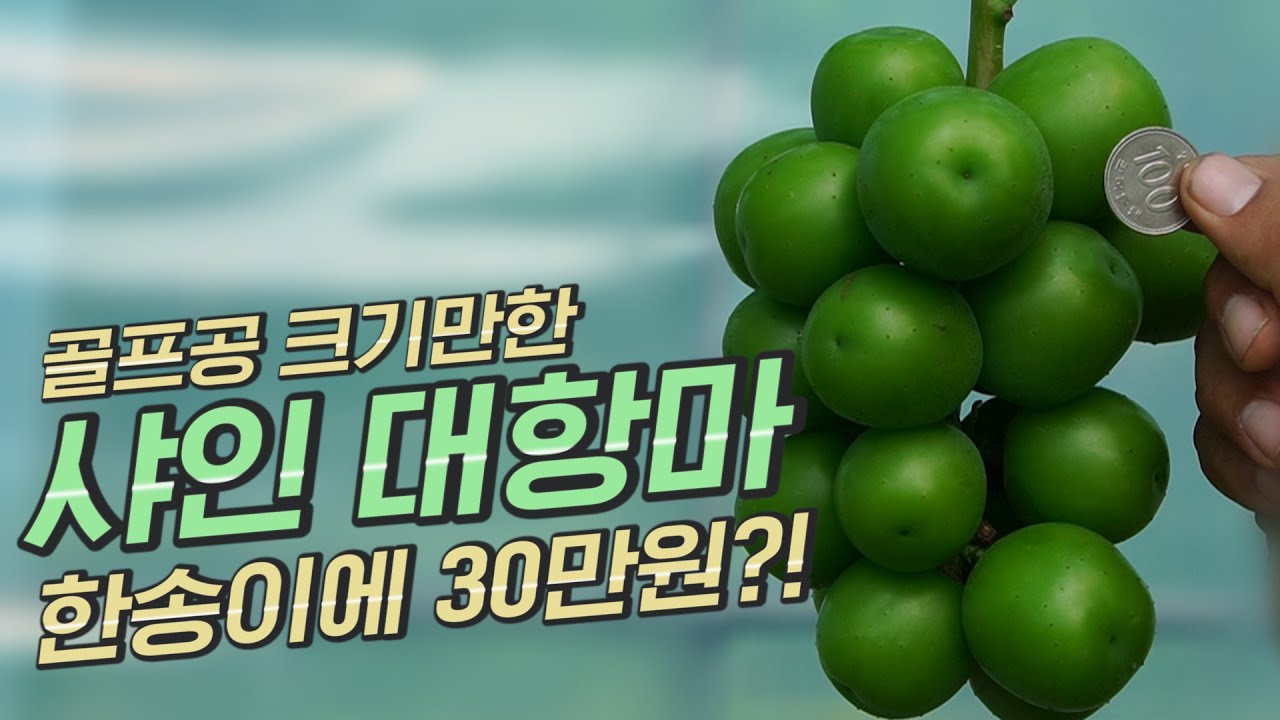 🍇 포도 알 하나가 골프공 크기만한 포도가 있다? (feat. 한송이 30만원 포도)