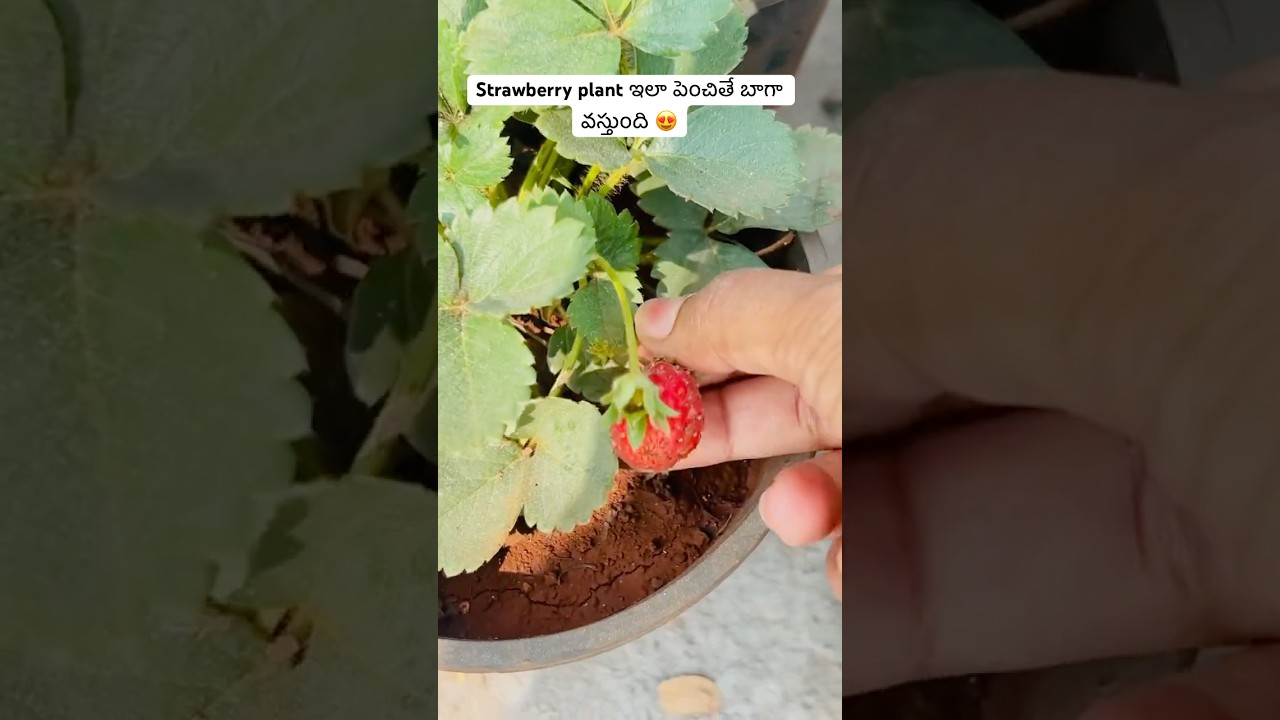 Strawberry from scratch 🍓