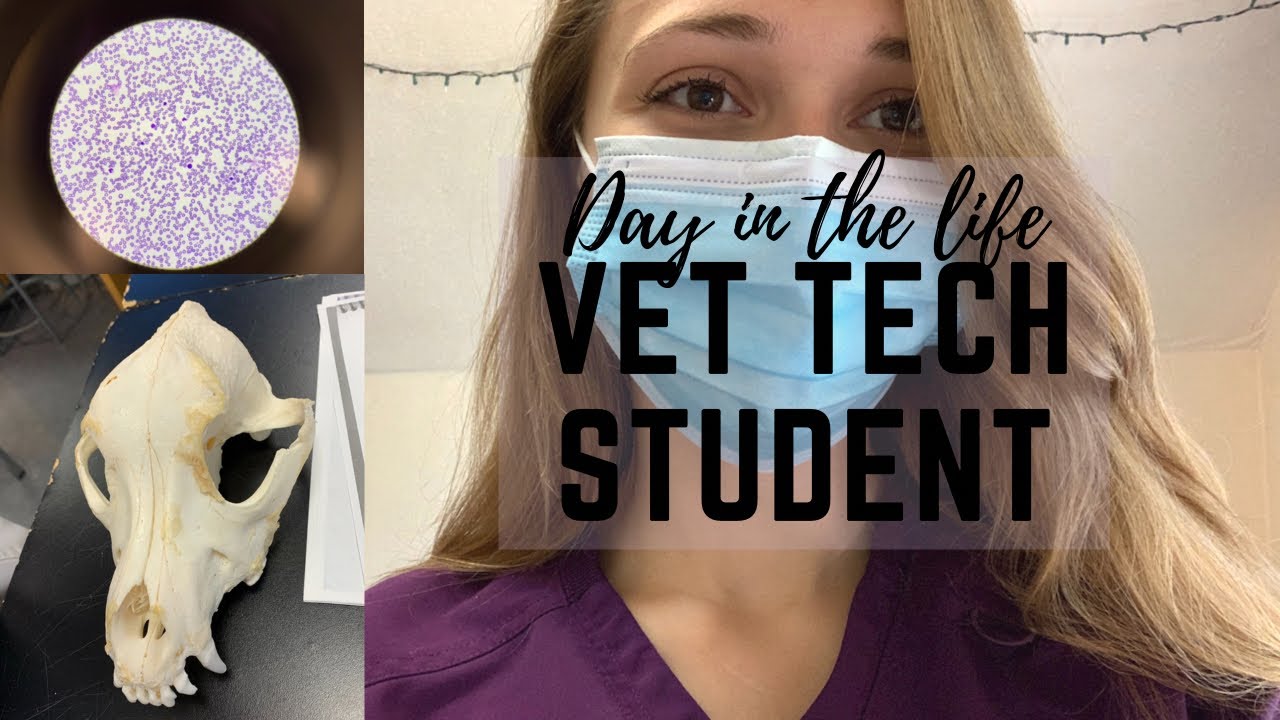 Day in the Life of a Vet Tech Student!