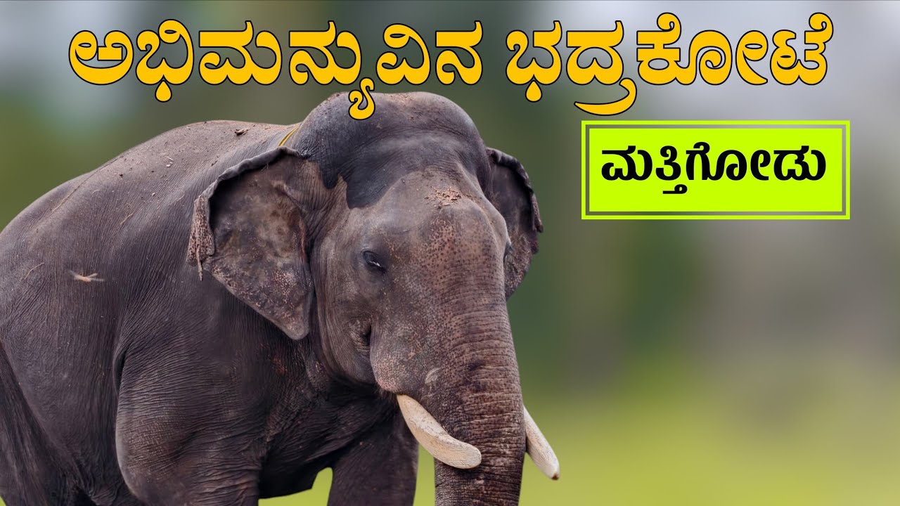ಅಭಿಮನ್ಯು ಕೋಟೆ ಮತ್ತಿಗೋಡು ಆನೆ ಶಿಬಿರ ನಾಗರಹೊಳೆ 💗 ದೇವೇಂದ್ರ ಸೂಪರ್ ಆನೆ 🦣