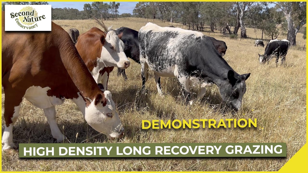 High Density Long Recovery Grazing Demonstration