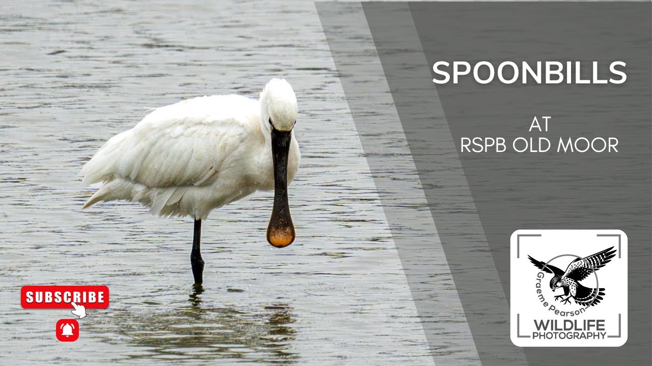 Birding at RSPB Old Moor