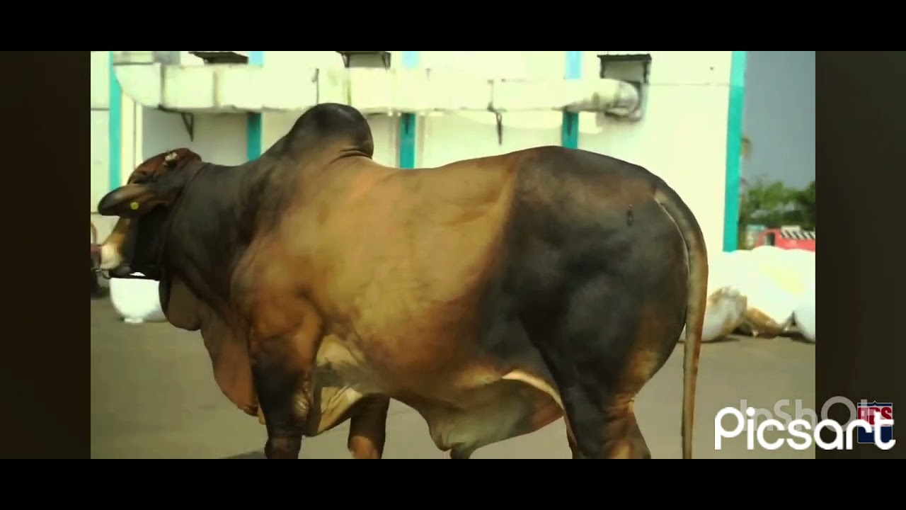 🔥🇮🇳 India ka #1 Sahiwal Bull &ndash; Arjun 🐂  Sirf ₹48 💉 Semen! | Dairy Farmers Must Watch! 💯