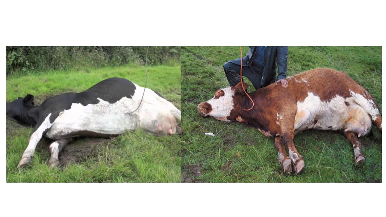 Hypocalcemia in ruminant حمى اللبن فى المجترات د.محمد انور