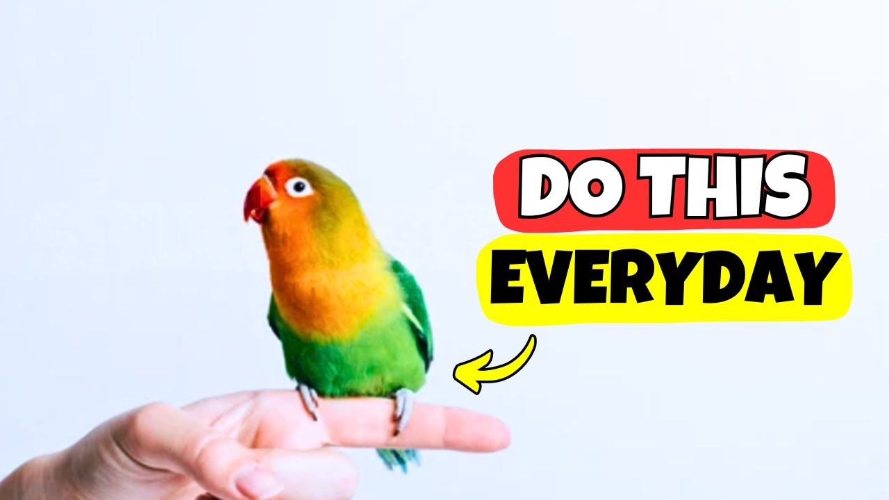 If You Do These 10 Tiny Things, Your Bird Feels Truly Loved 💖