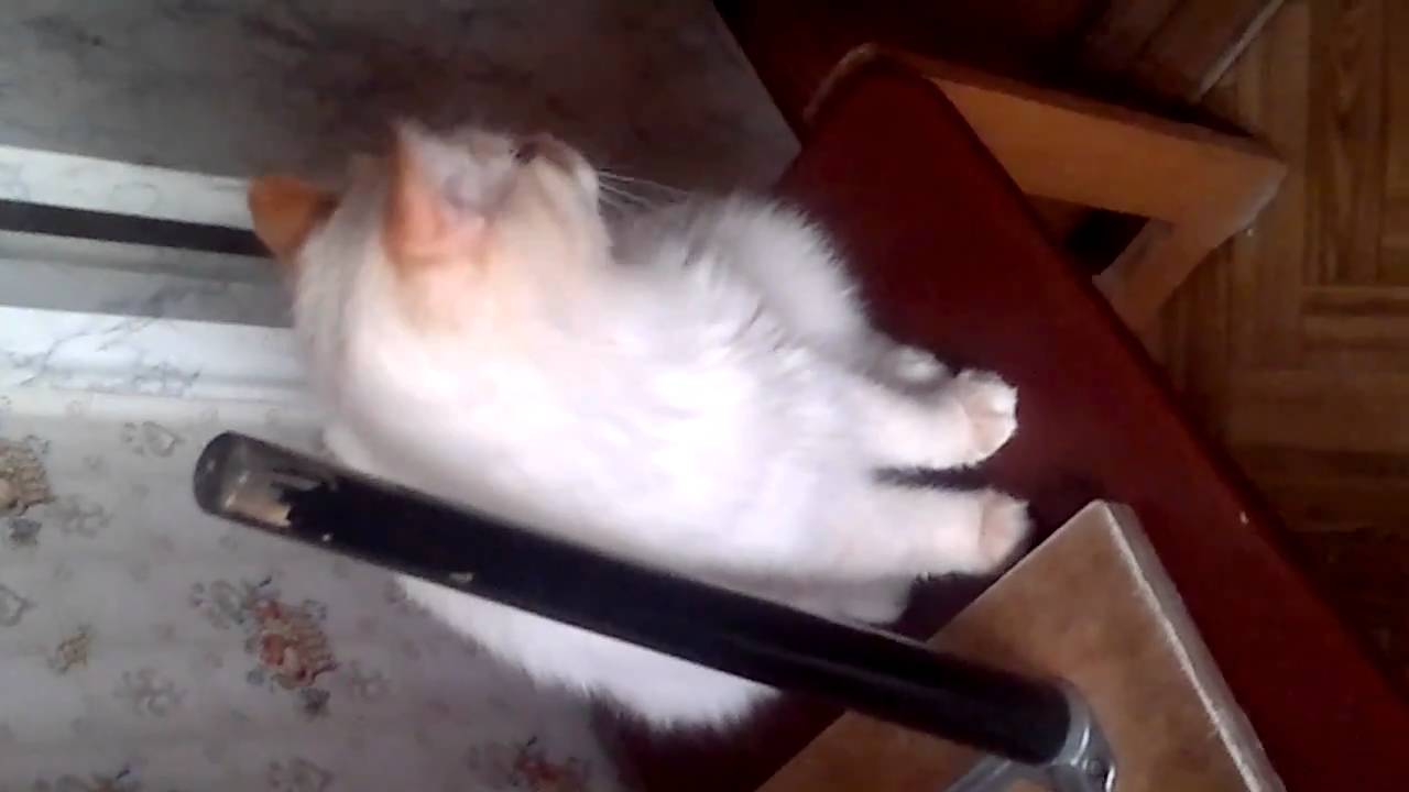 Кот грызун