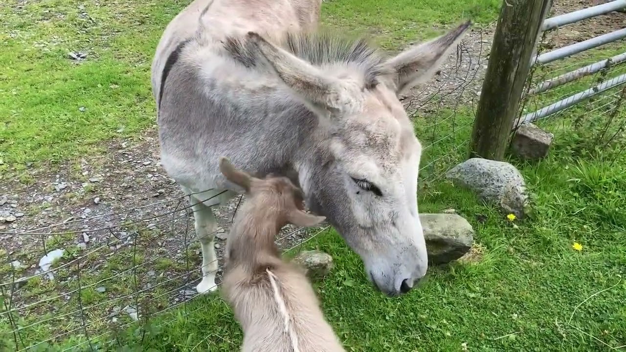 Nansi and Lola