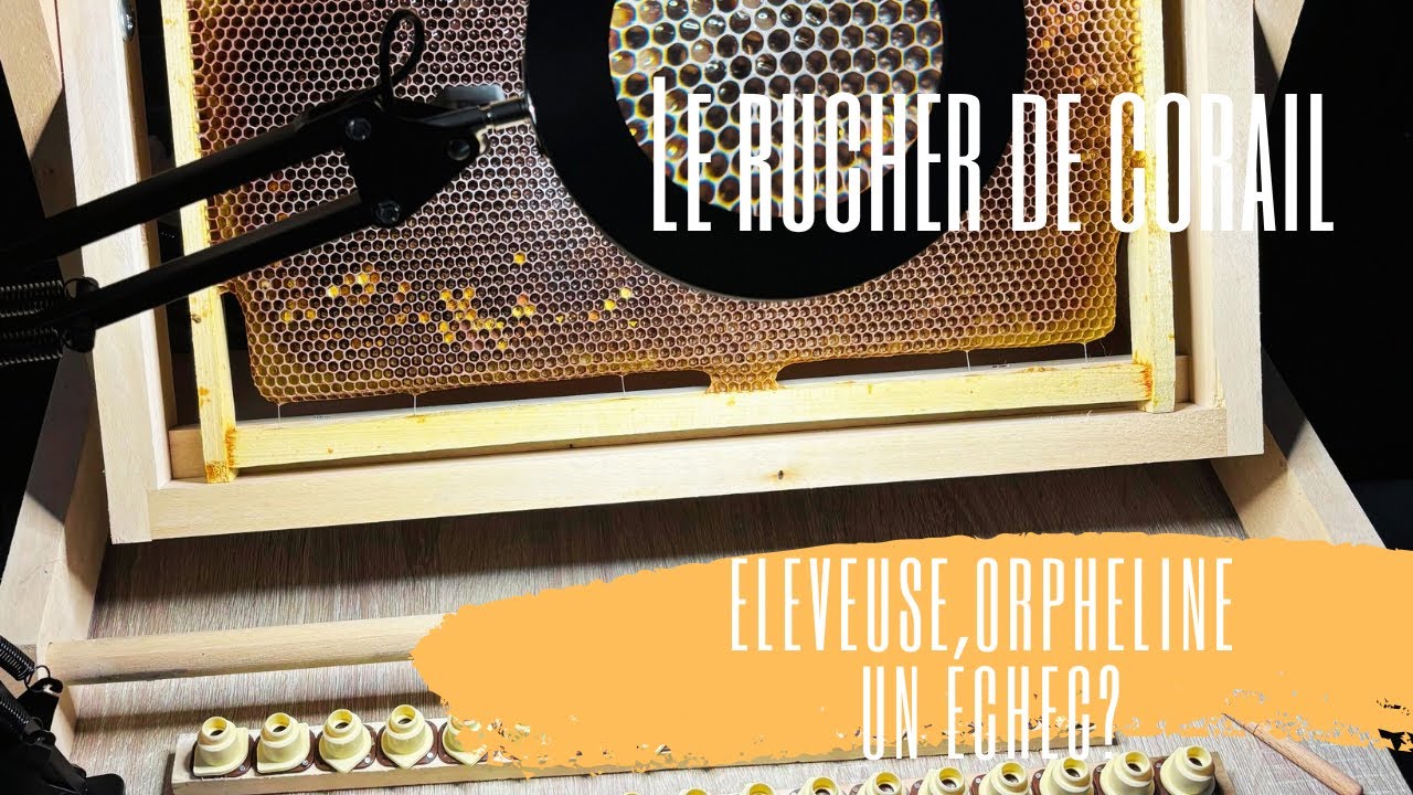 Éleveuse Orpheline, un échec ?