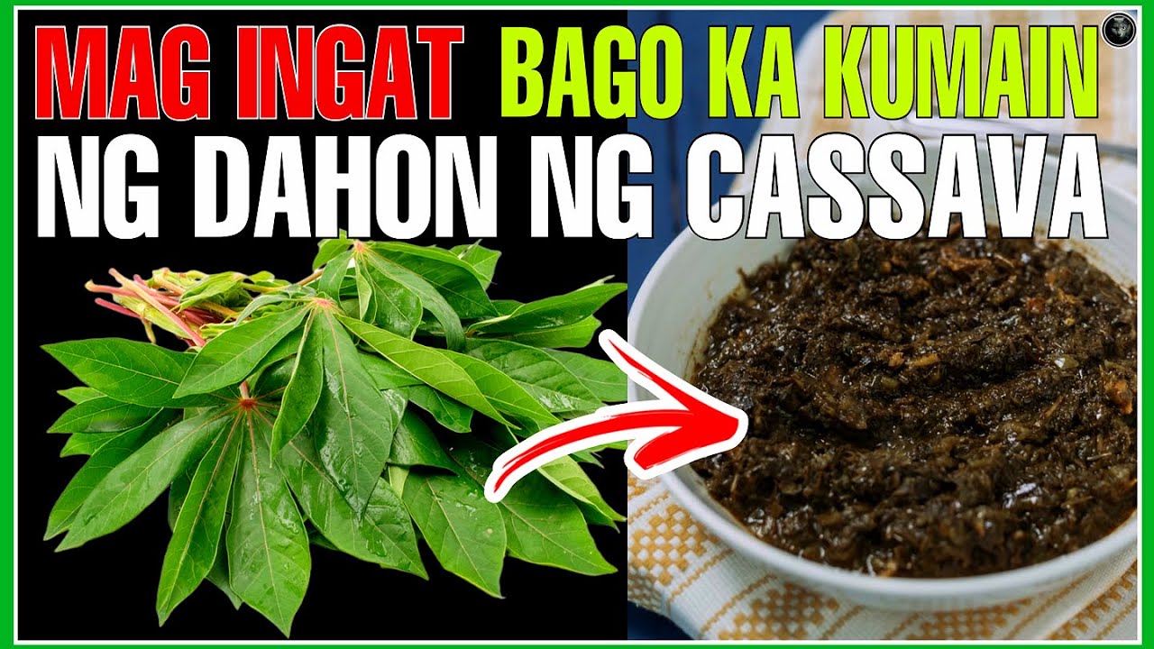 PANOORIN MO MUNA ITO BAGO MO SUBUKAN ANG DAHON NG KAMOTENG KAHOY | Bhes Tv