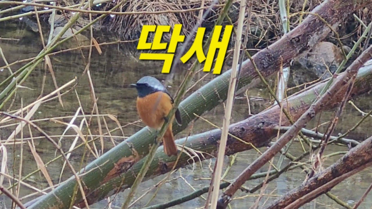딱새 행동 관찰 