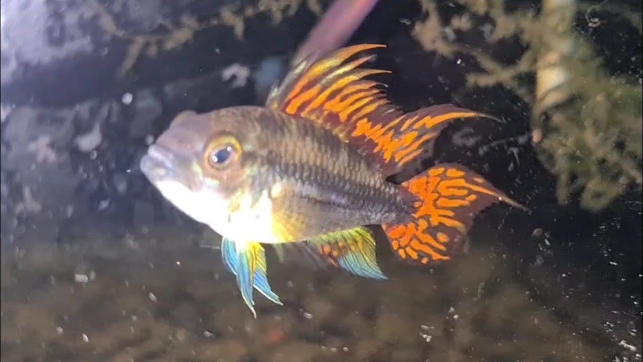 Apistogramma Kakadu Üretimi(Breeding)#apistogramma #apistogrammakakadu #akvaryum
