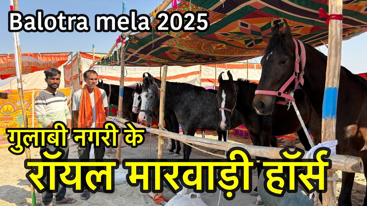 गुलाबी नगरी से आये रॉयल मारवाड़ी घोड़े घोड़ियाँ | balotra horse mela 2025