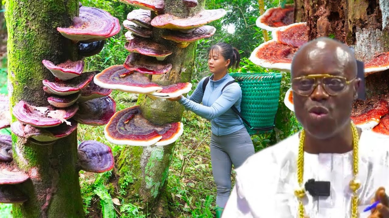 Livɛŕ disɛase/hɛpatịtis B - Natural Medicine 💊- Oheneba Ntim Barimah